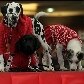Cães mostram tendências de inverno em passarela