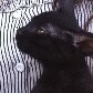 Gata morre em SP infectada com o vírus da raiva 
