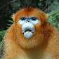 Macaco dourado de Qinling (