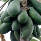Frutas e legumes às margens do Rio Tietê