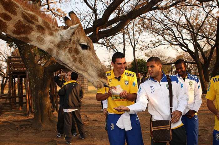 Lucio e Felipe Melo alimentam uma girafa em visita da seleção a parque em Pretória