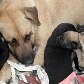 SP realiza feira de adoção com cães, gatos e até cavalos 