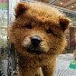Como ter sucesso com pet shop