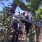 Jiboia é capturada ao tentar comer gato em Minas Gerais Jiboia é capturada ao tentar comer gato em Minas Gerais