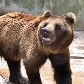 Zoológico de SP ganha urso-pardo e mais oito moradores