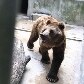 Zoológico de SP ganha urso-pardo e mais oito moradores