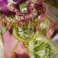 Desfile da escola de samba Mangueira