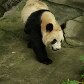 Panda, um dos animais atualmente em extinção, visto no zoológico de Chongqing (China). 10/06/2011