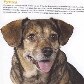 Projeto torna cães abandonados em estrelas de calendário Projeto torna cães abandonados em estrelas de calendário