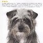 Projeto torna cães abandonados em estrelas de calendário Projeto torna cães abandonados em estrelas de calendário