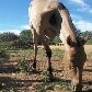 Dono faz campanha para ajudar égua de 3 patas