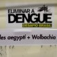 Entenda como o mosquito criado em laboratório não transmite dengue Entenda como o mosquito criado em laboratório não transmite dengue