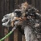 Camelo se recupera de lesão