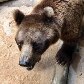 Zoológico de SP ganha urso-pardo e mais oito moradores