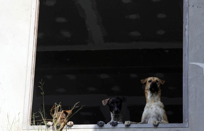 Cães e gatos são resgatados de templo que está inundado na Tailândia