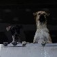Cães e gatos são resgatados de templo que está inundado na Tailândia Cães e gatos são resgatados de templo que está inundado na Tailândia