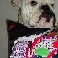 Cachorro inspira loja e estampa almofadas, canecas e camisetas Cachorro inspira loja e estampa almofadas, canecas e camisetas