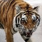 Zoológico de SP ganha urso-pardo e mais oito moradores