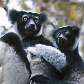 Indri (