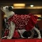 Cães mostram tendências de inverno em passarela