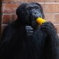 Animais ganham picolés no Jardim Zoológico do Rio de Janeiro 
