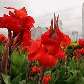 Flores da Marginal Pinheiros Flores da Marginal Pinheiros