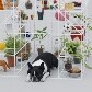 Mostra traz casinhas de cachorro projetadas na medida para eles