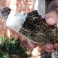 Filhote de jacaré é encontrado no interior de São Paulo 