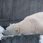 Urso dorme no Zoo de Wilhelma (Alemanha), um dos que possui maior variedade de espécies no mundo