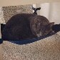 Marca lança rede para soneca de gatos