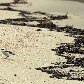 Ibama ignora 90% dos vazamentos em Ilha Grande Ibama ignora 90% dos vazamentos em Ilha Grande