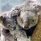 Koala de 9 meses e sua mãe no Zoológico Metroparks em Cleveland, nos EUA Koala de 9 meses e sua mãe no Zoológico Metroparks em Cleveland, nos EUA