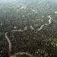 Novo levantamento lista plantas e animais invasores no Brasil Novo levantamento lista plantas e animais invasores no Brasil