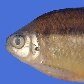 Astyanax sp. é uma das espécies encontradas no rio Tietê