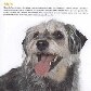 Projeto torna cães abandonados em estrelas de calendário Projeto torna cães abandonados em estrelas de calendário