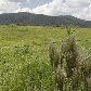 Animais são ameaçados por avanço de condomínios no interior de SP