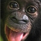 Vida & - Sambo brinca com o fotógrafo no zoo de Frankfurt, na Alemanha. O filhote de chimpanzé pigmeu nasceu em janeiro e logo será apresentado para os seus 'companheiros' de zoológico - Foto: Michael Probst/AP
