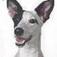Projeto torna cães abandonados em estrelas de calendário Projeto torna cães abandonados em estrelas de calendário