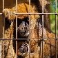 Zoológico de Sorocaba consegue primeiro filhote de muriqui Zoológico de Sorocaba consegue primeiro filhote de muriqui