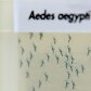 Entenda como o mosquito criado em laboratório não transmite dengue Entenda como o mosquito criado em laboratório não transmite dengue