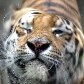 Animais ganham picolés no Jardim Zoológico do Rio de Janeiro 