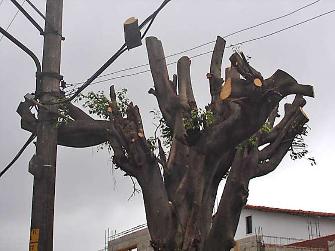 Galho de árvore fica preso na fiação elétrica, zona leste de São Paulo. 11/10/2010