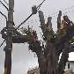 Galho de árvore fica preso na fiação elétrica, zona leste de São Paulo. 11/10/2010