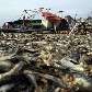 Peixes mortos pela costa da cidade de Tacahuano após tsunami