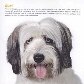 Projeto torna cães abandonados em estrelas de calendário Projeto torna cães abandonados em estrelas de calendário