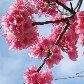 Bem-vindo a um Japão diferente 