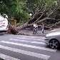 Árvore arrancada pela raiz após forte vento que atingiu o centro de Limeira. 31/01/2011 