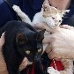Cães e gatos são resgatados de templo inundado na Tailândia Cães e gatos são resgatados de templo inundado na Tailândia