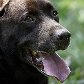 O cão farejador Shelton se aposenta da PM