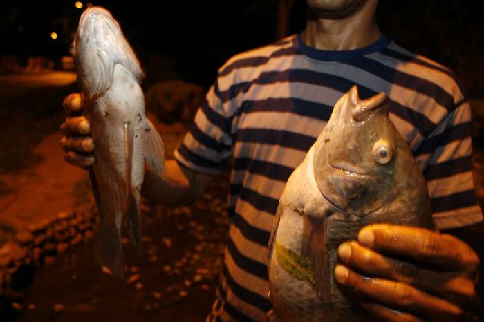 Alguns animais acabaram morrendo por causa do lama que ficou no local onde era o lago